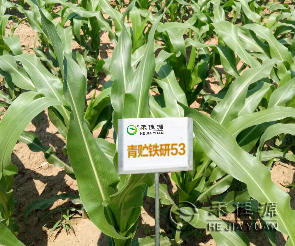 青贮玉米地