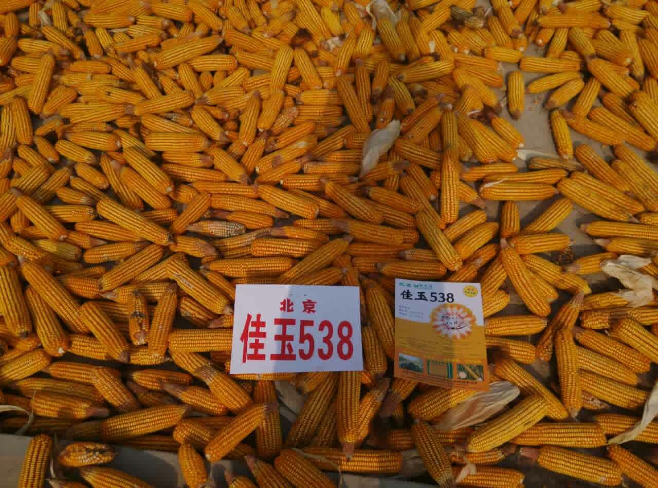 玉米 玉米