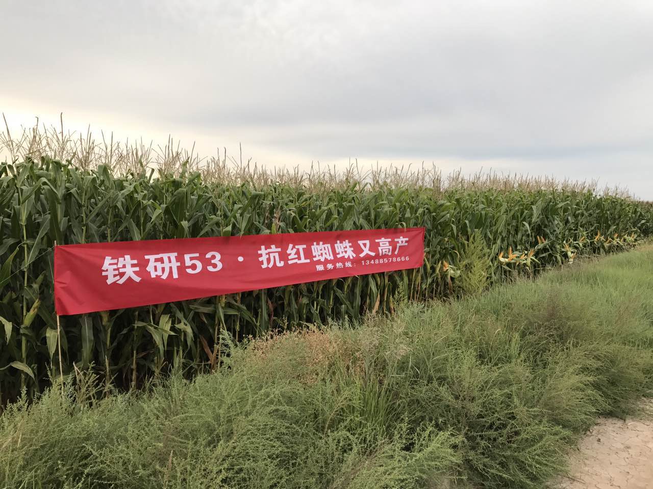 铁研53