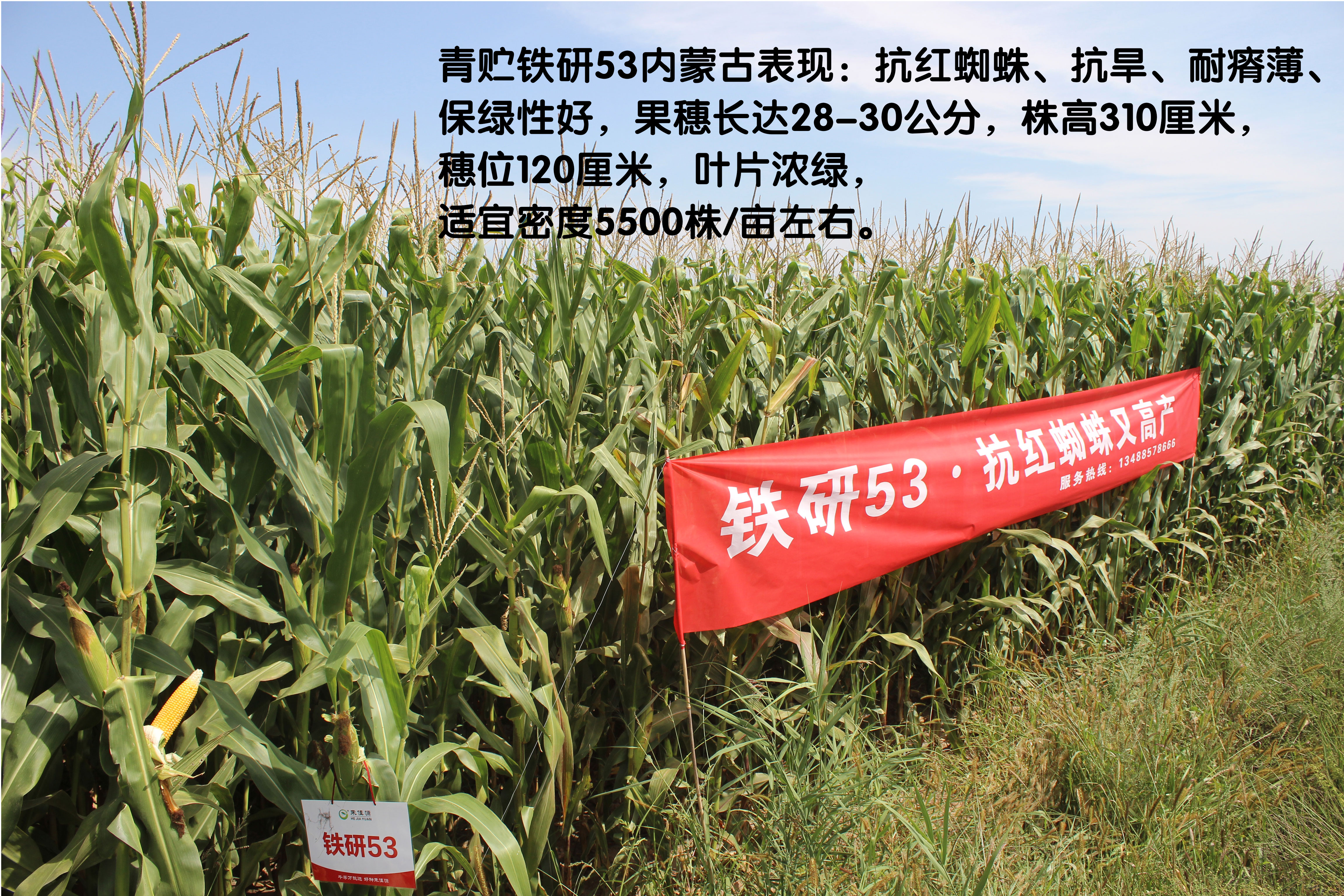 铁研53在内蒙古地区抗红蜘蛛又高产