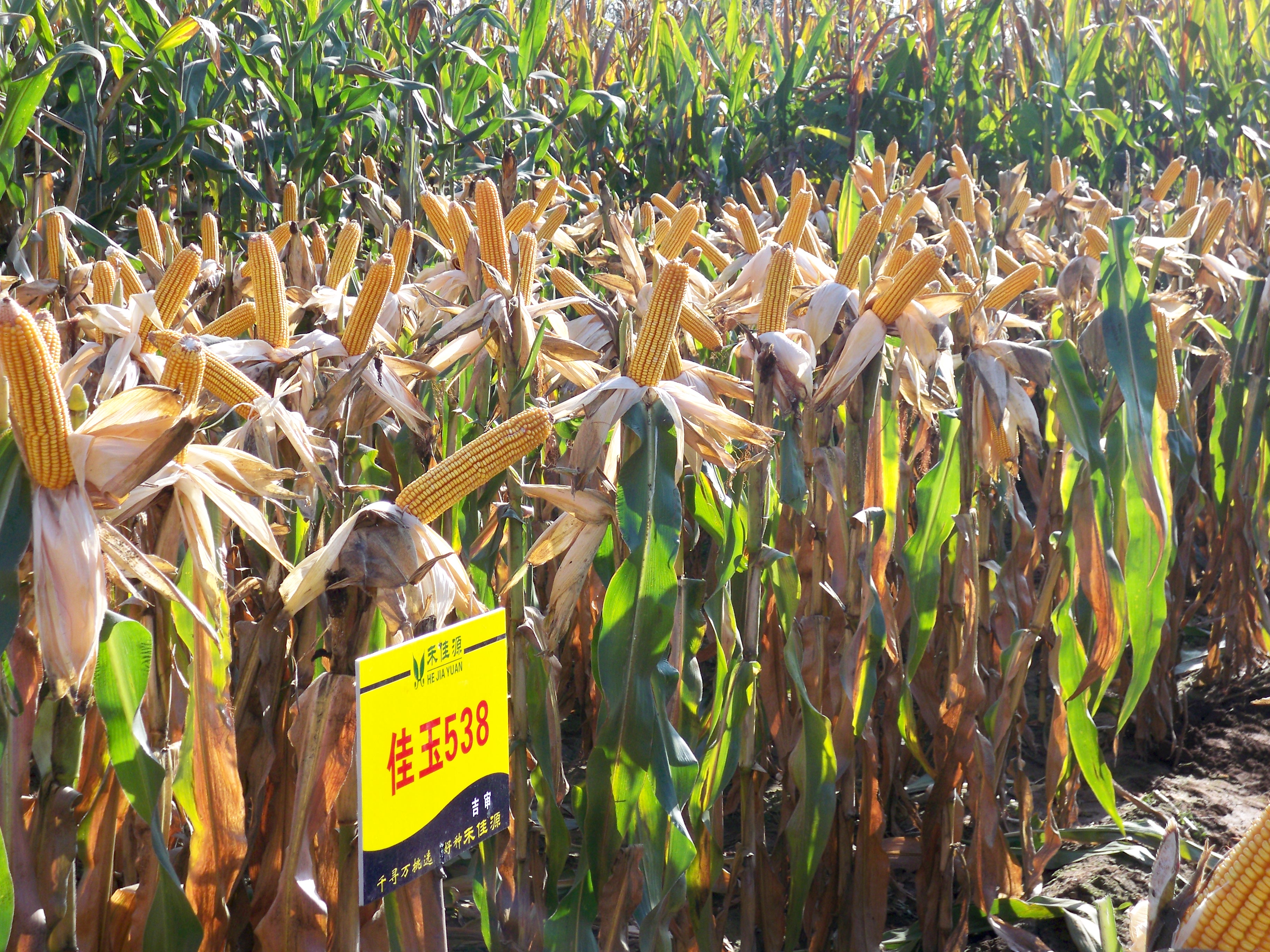 玉米高产丰收 玉米高产丰收