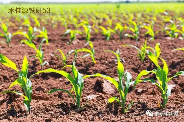 玉米是喜温喜光的植物 玉米是喜温喜光的植物