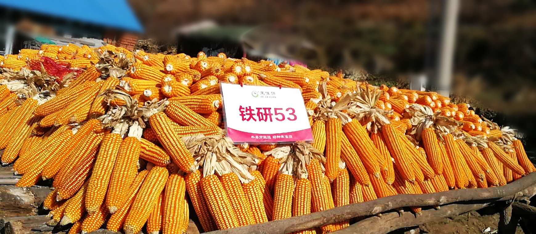 铁研53产量高