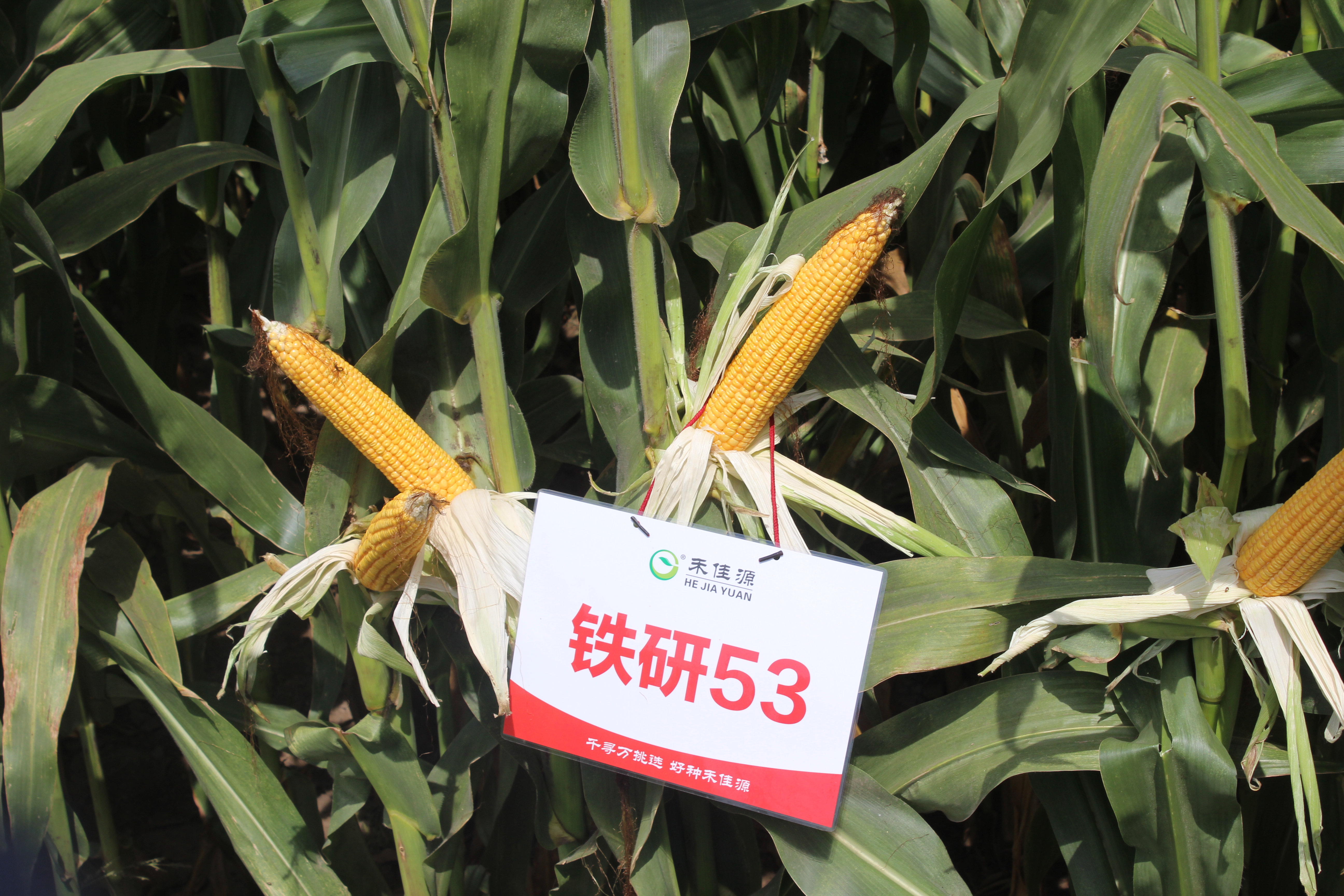 青贮玉米品种铁研53表现 青贮玉米品种铁研53表现
