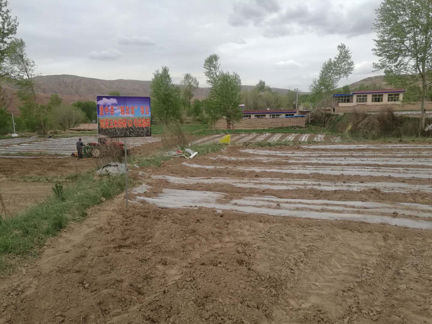 青贮玉米种植地
