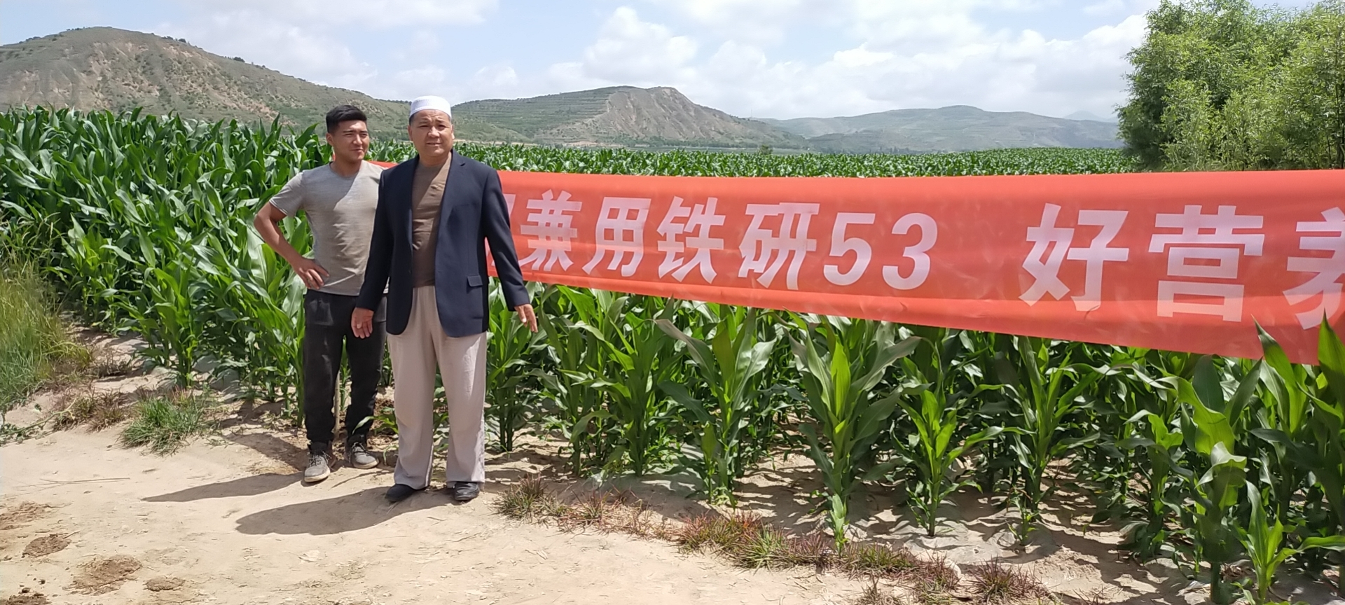 铁研53宁夏长势喜人 铁研53宁夏长势喜人